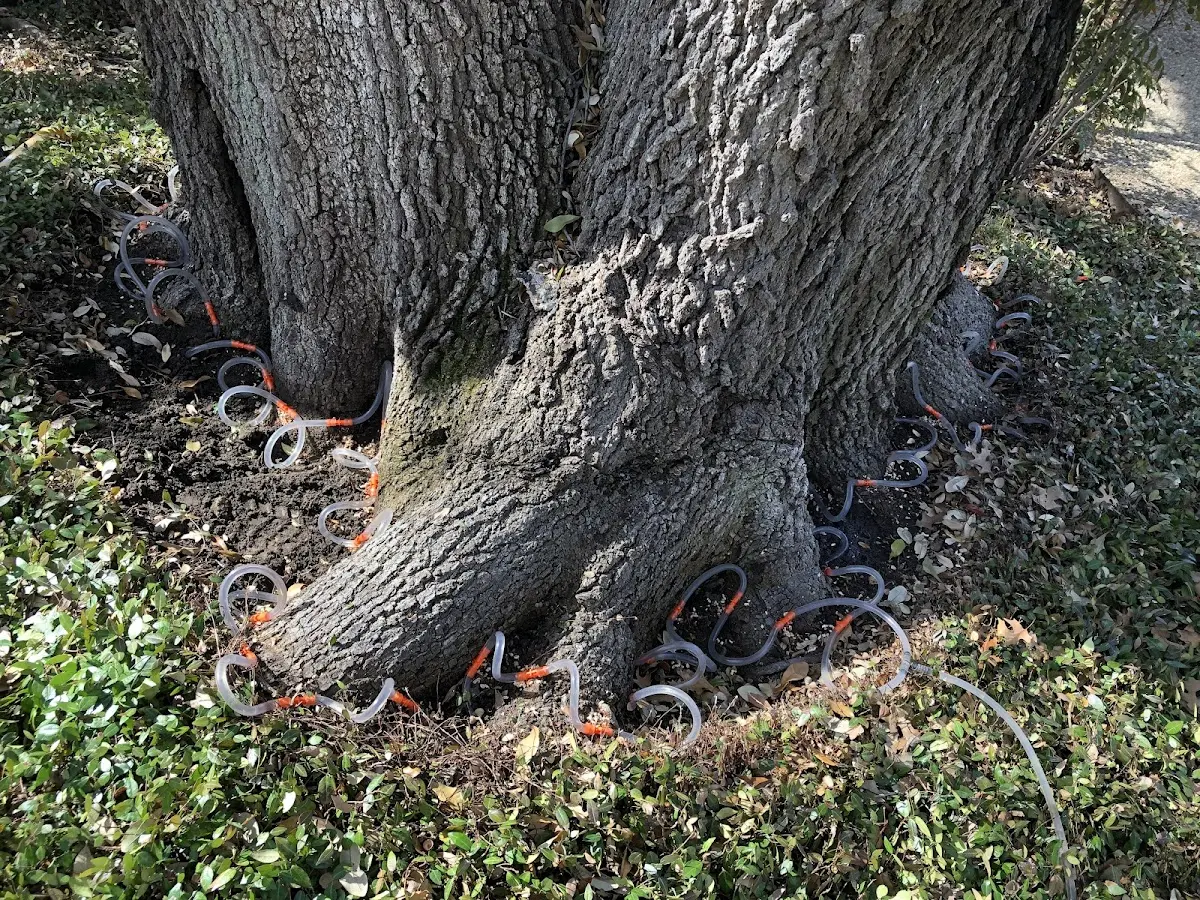 Detailed Tree Cabling and Bracing job site in Clearwater