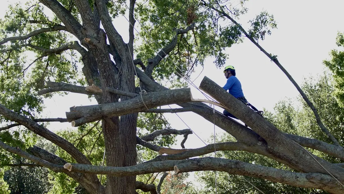 Professional Crown Thinning performed by certified arborists in Clearwater
