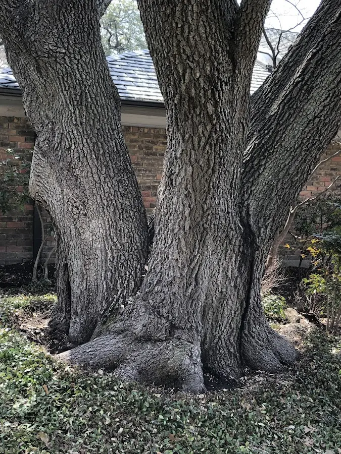 Mature heritage tree close to a Clearwater property cared for by certified arborists